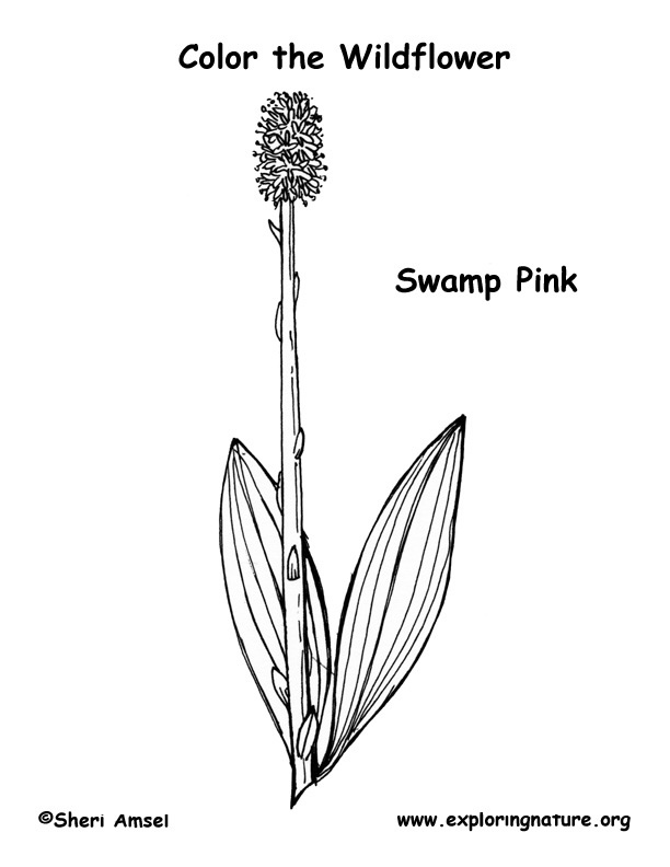Swamp Pink Coloring Page