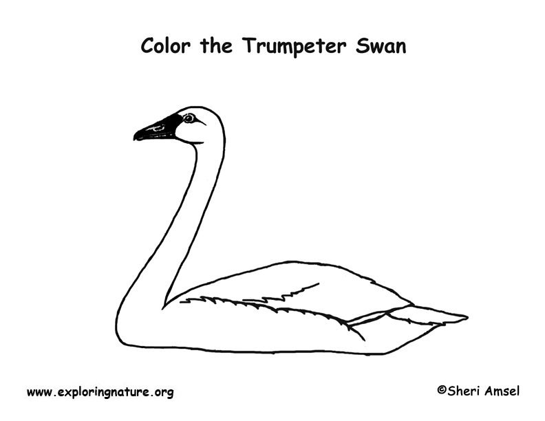 Swan (Trumpeter) Coloring Page