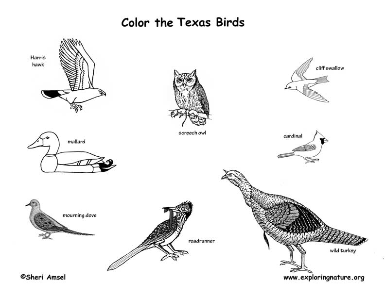 Texas Birds Coloring Page