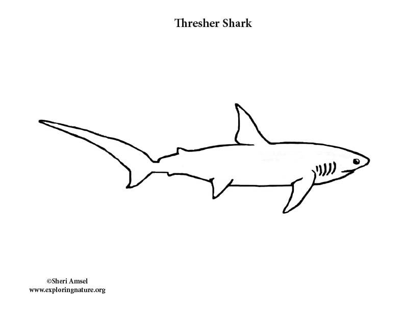 Shark (Thresher) Coloring Page