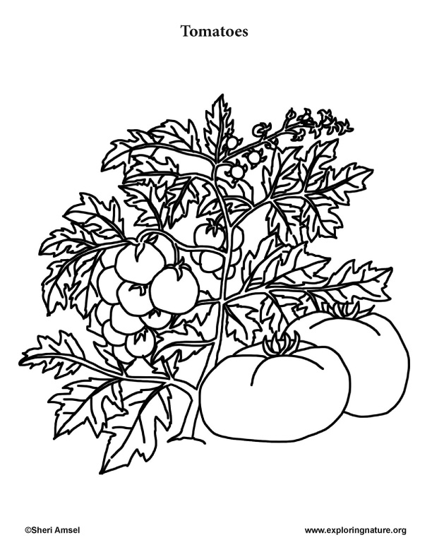 tomato coloring page