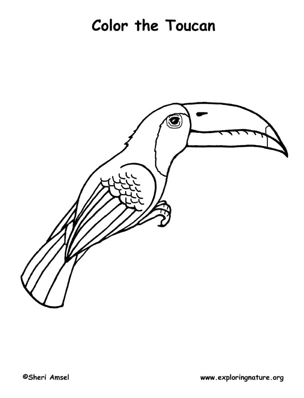 Toucan (Keel-billed) Coloring Page