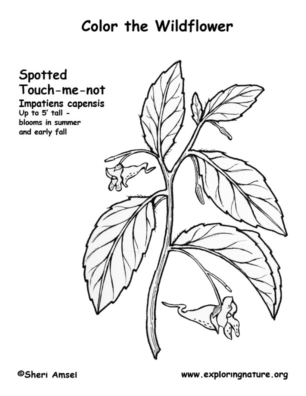 Touch-Me-Not Coloring Page