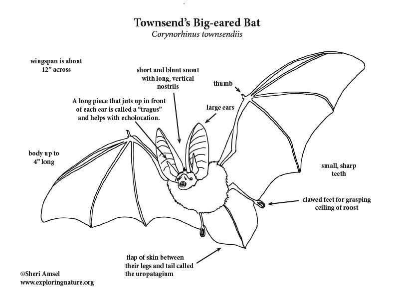 Townsend’s Big-eared bat Coloring Page