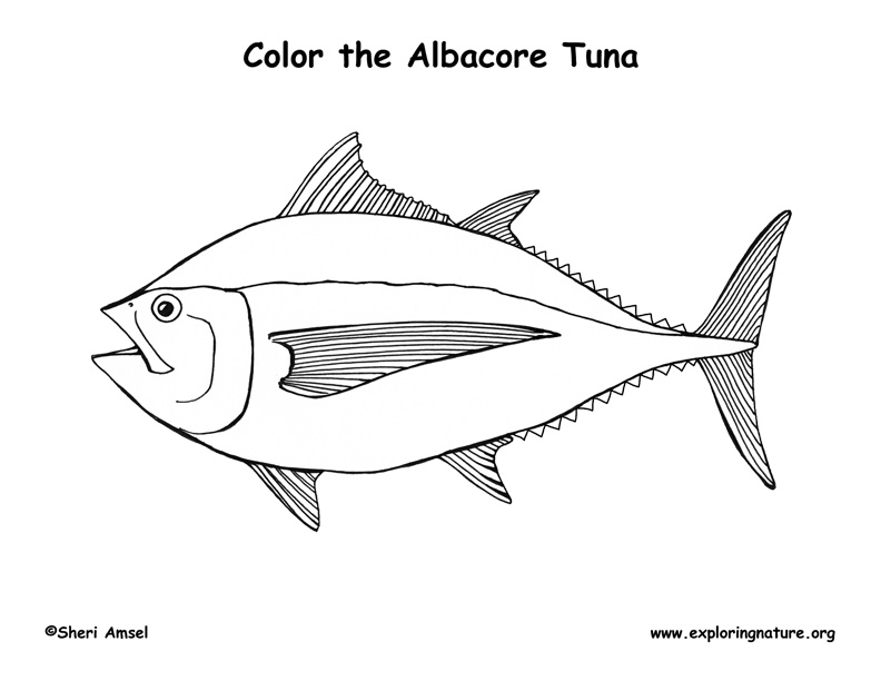 Tuna (Albacore) Coloring Page