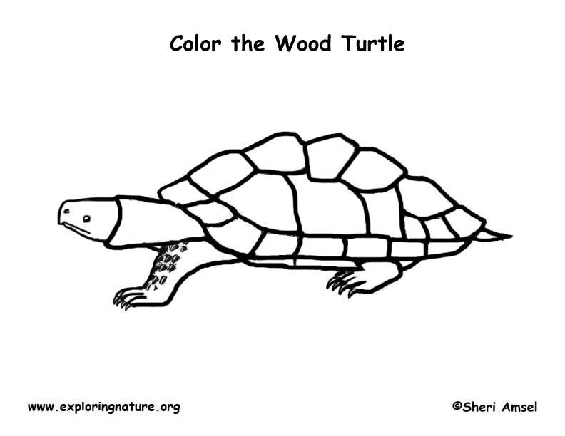 Wood Turtle Coloring Page