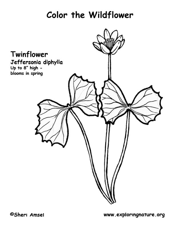 Twin Flower Coloring Page
