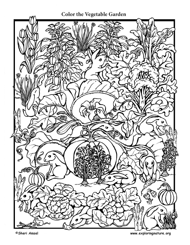 Vegetable Garden Coloring