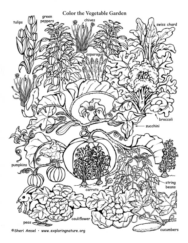 Vegetabe garden Coloring page