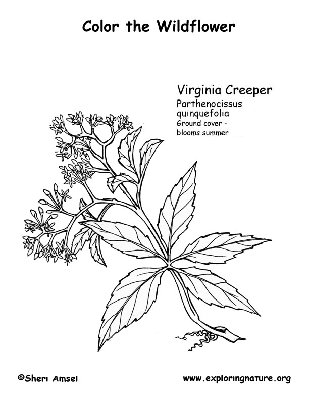 Virginia Creeper Coloring Page