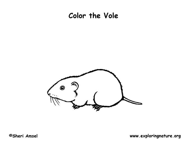 Vole Coloring Page
