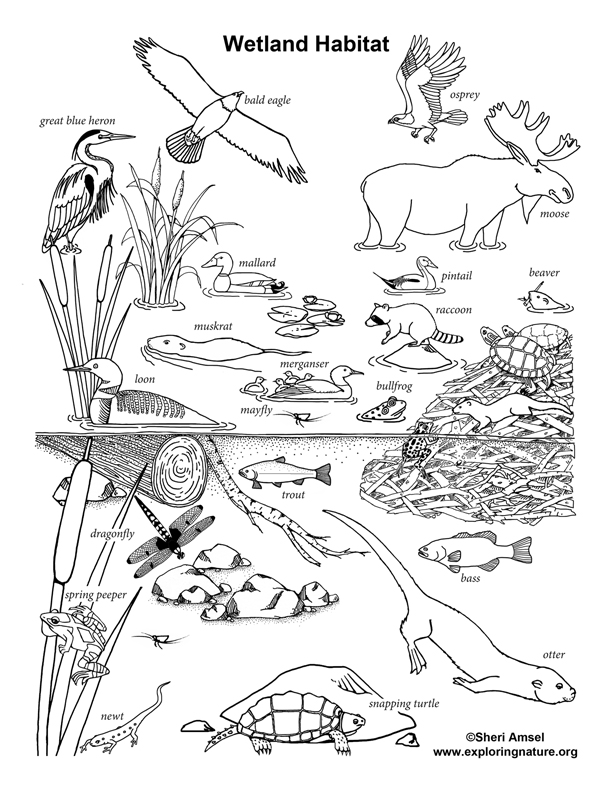 Wetland Habitat Coloring Page