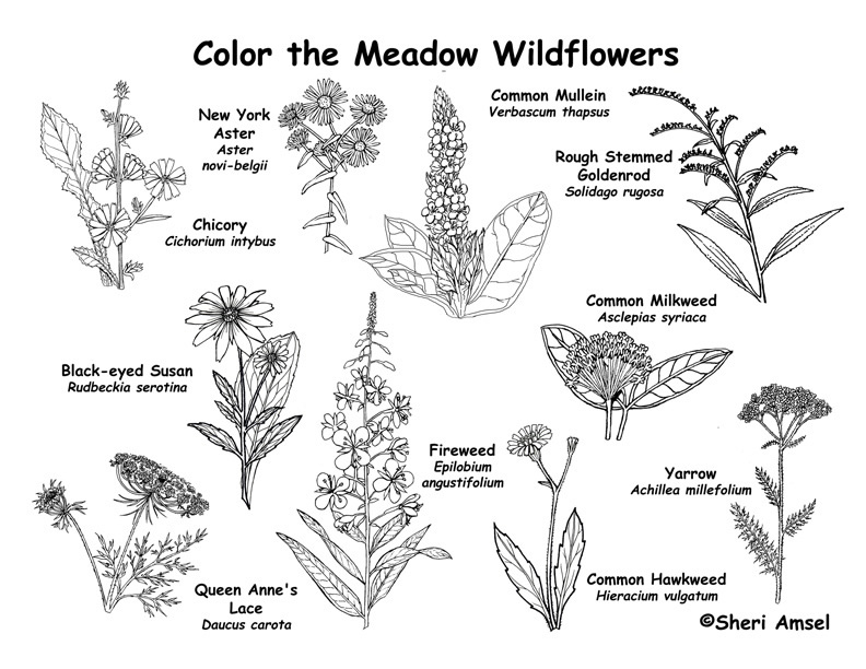 Meadow Wildflowers Coloring Page 3
