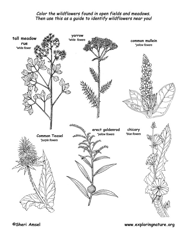 Meadow Wildflowers Coloring Page 2