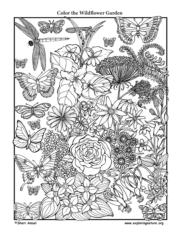 Wildflower Garden Coloring