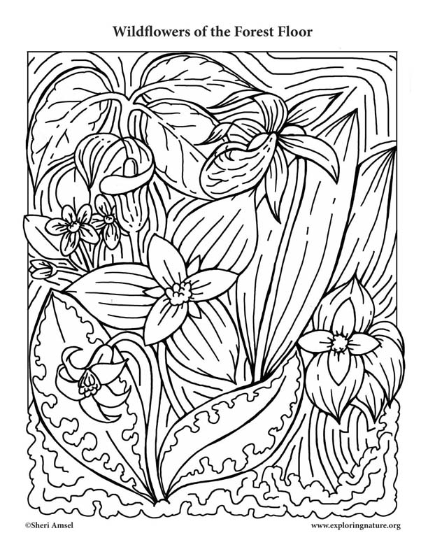 Wildflowers of the Forest Floor