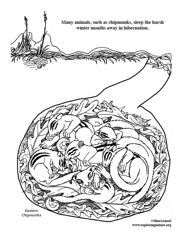 Chipmunks Hibernating in Den - Coloring Page