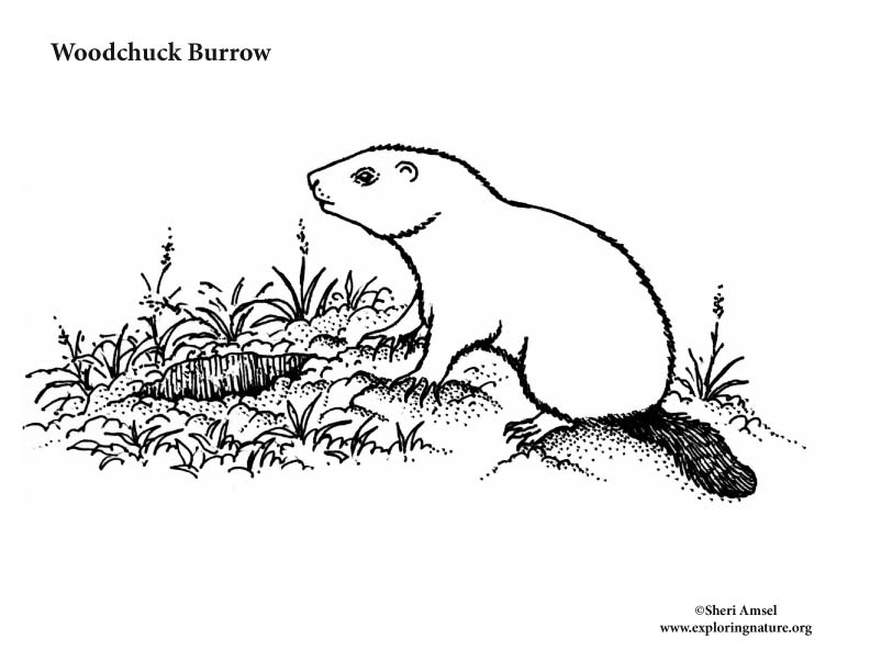 Woodchuck Burrow Coloring Page