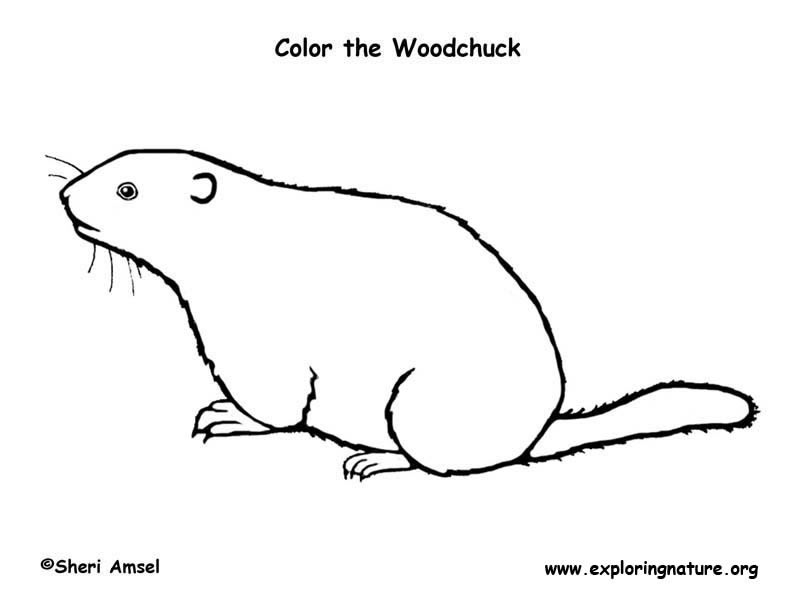 Woodchuck Coloring Page
