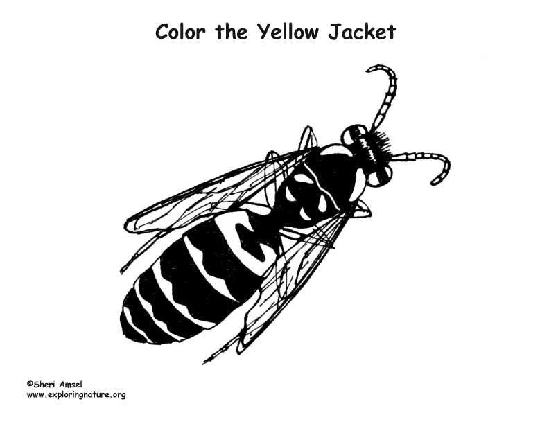 Yellowjacket Coloring Page