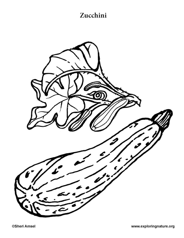 zucchini coloring page