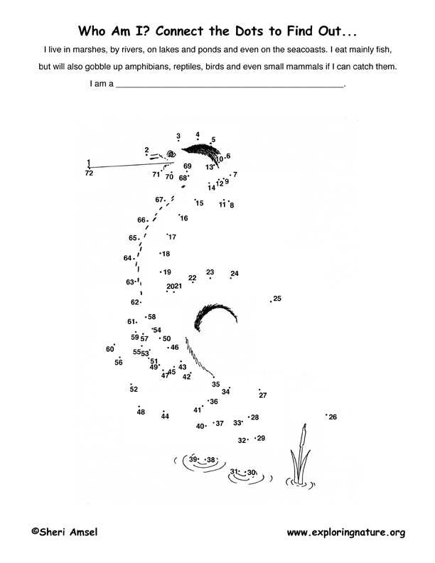 Great Blue Heron Connect-the-Dots Activity
