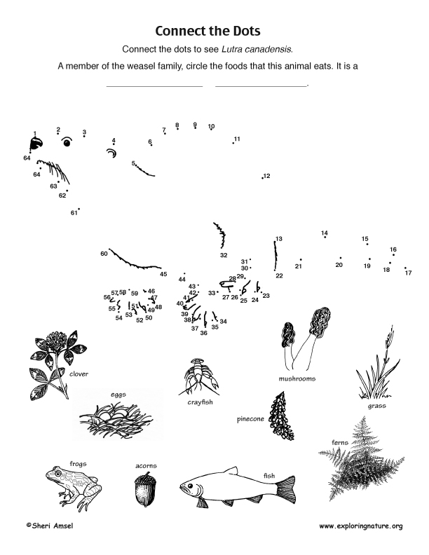 Otter Connect-the-Dots Activity