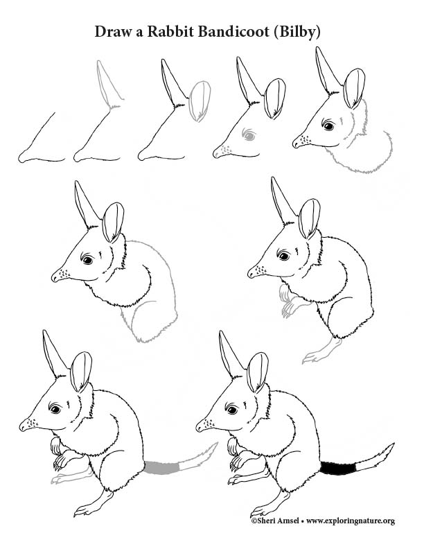 Bandicoot (Bilby) Drawing Lesson