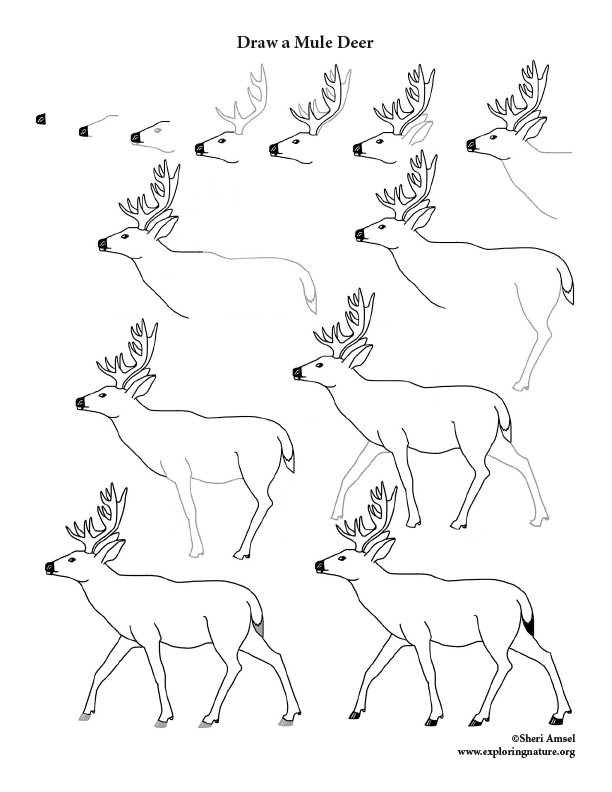 Deer (Mule) Drawing Lesson