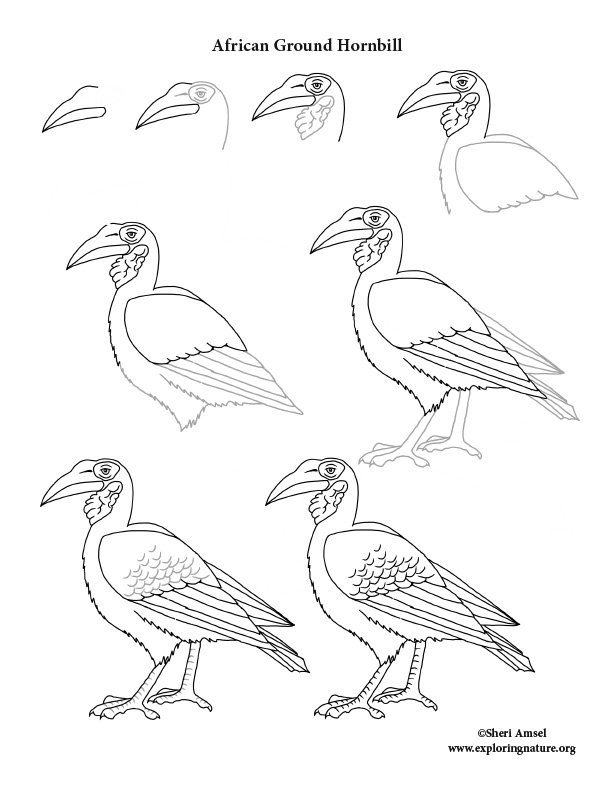 African Ground Hornbill Drawing Lesson