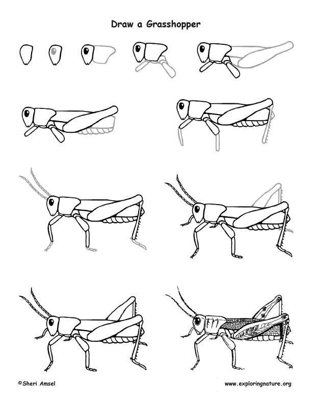 Bug Hunt, Identification and Drawing