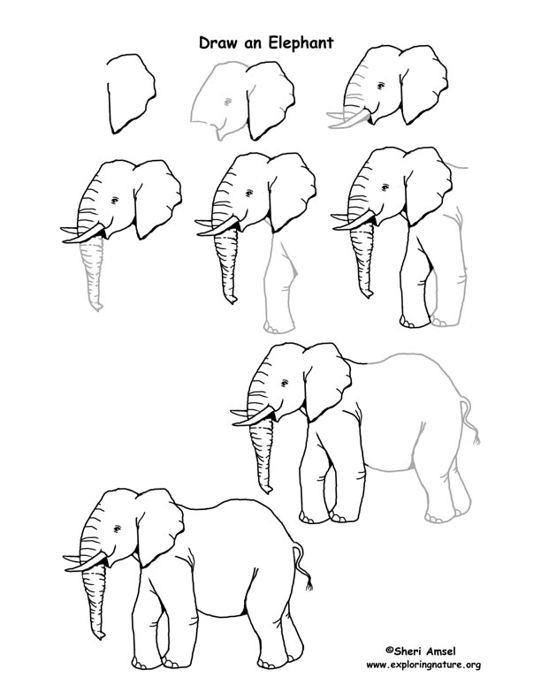 Elephant Drawing Lesson