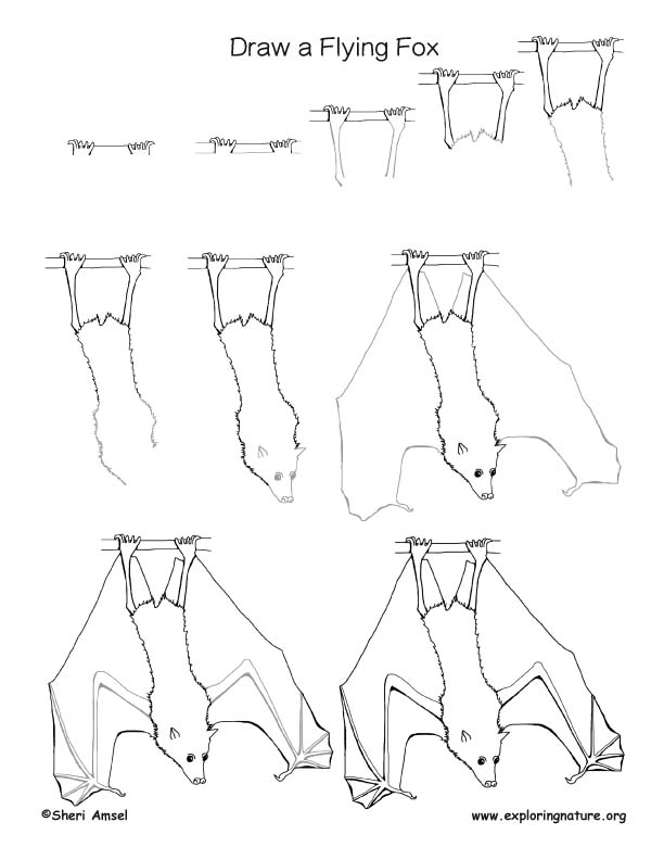 Bat (Flying Fox) Drawing Lesson, Flying Fox Drawing Lesson, Bat Drawing Lesson