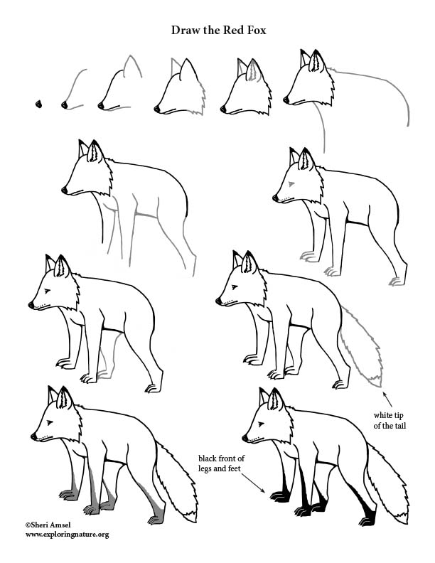 Fox (Red) Drawing Lesson, how to draw a fox