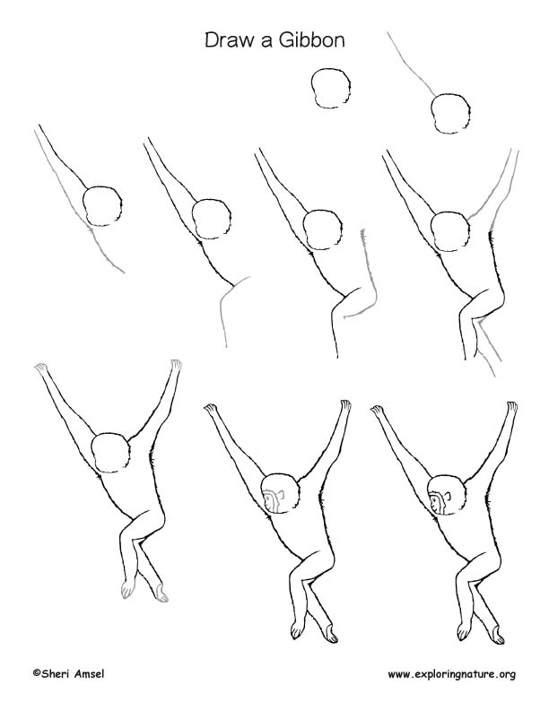 Gibbon Drawing Page