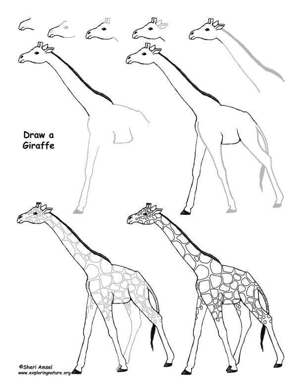 Giraffe Drawing Lesson
