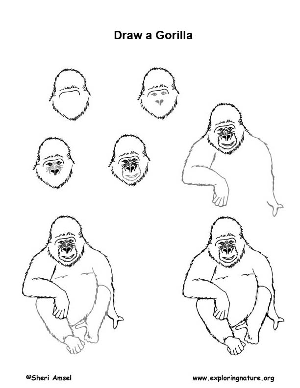 Gorilla Drawing Lesson