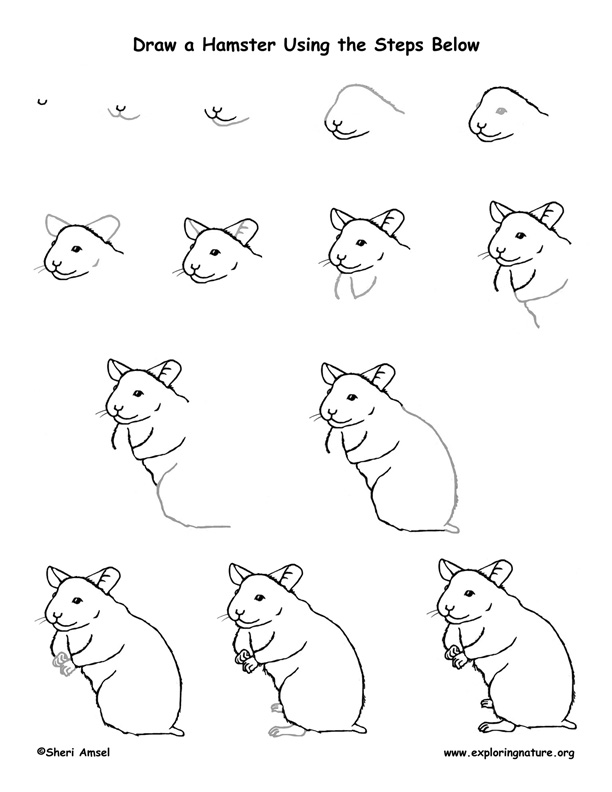 Hamster Drawing Lesson