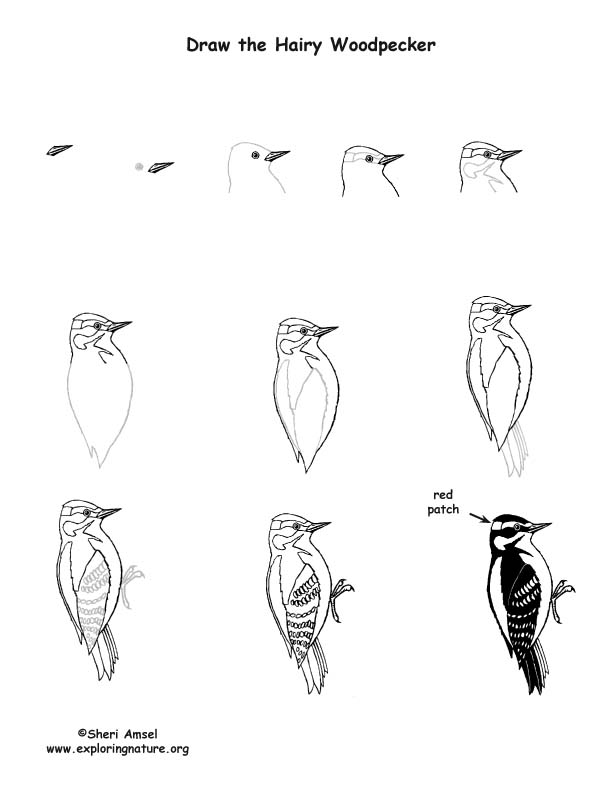 Woodpecker (Hairy) Drawing Lesson
