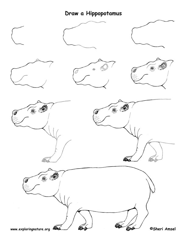 Hippopotamus Drawing Lesson