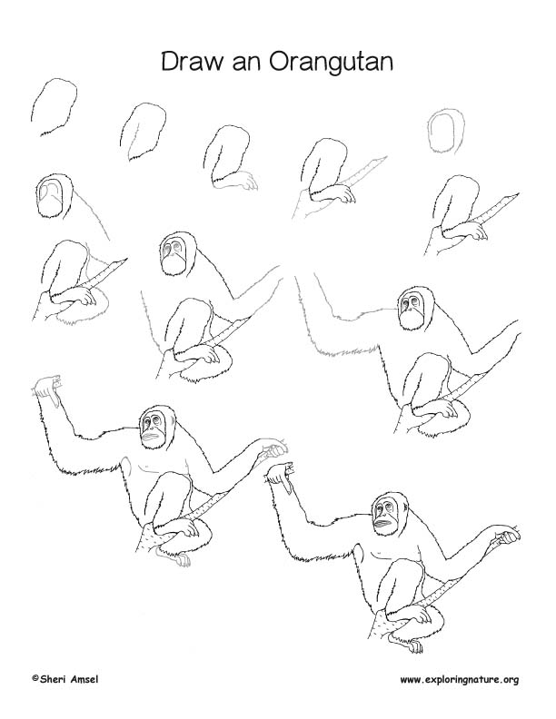 Orangutan Drawing Lesson