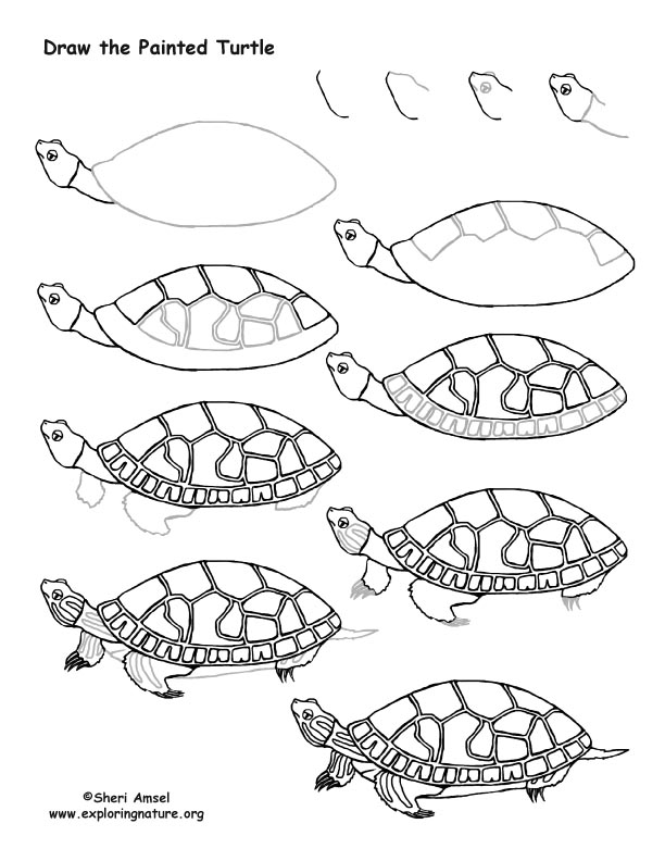 Painted Turtle Drawing Lesson, how to draw a painted turtle