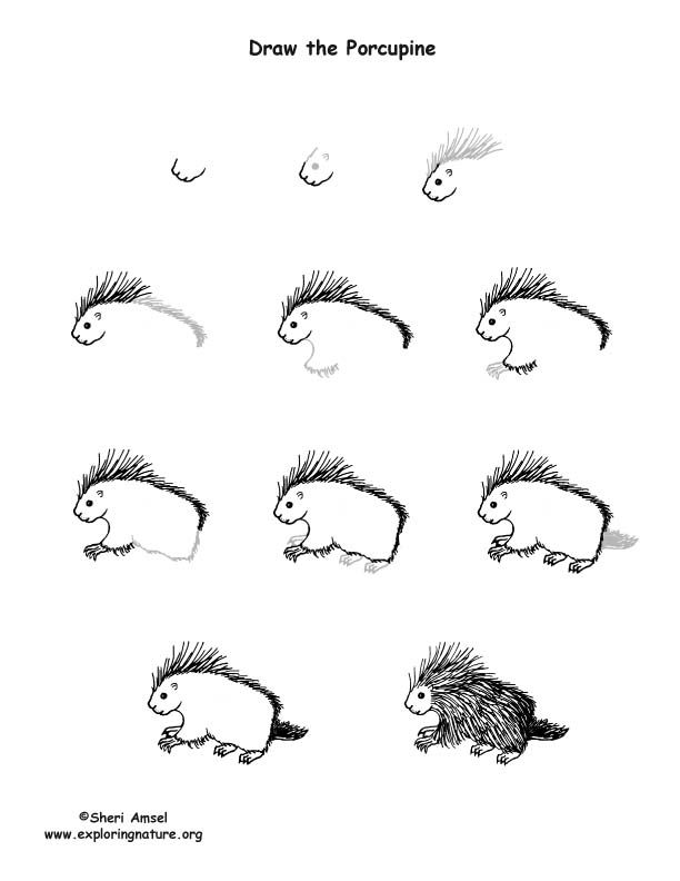 Draw a Porcupine