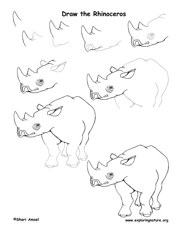 Rhinoceros Drawing Lesson