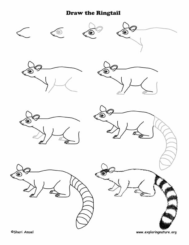 Ringtail Drawing Lesson