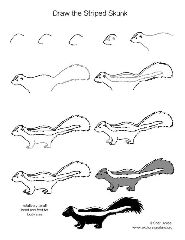 Skunk (Striped) Drawing Lesson
