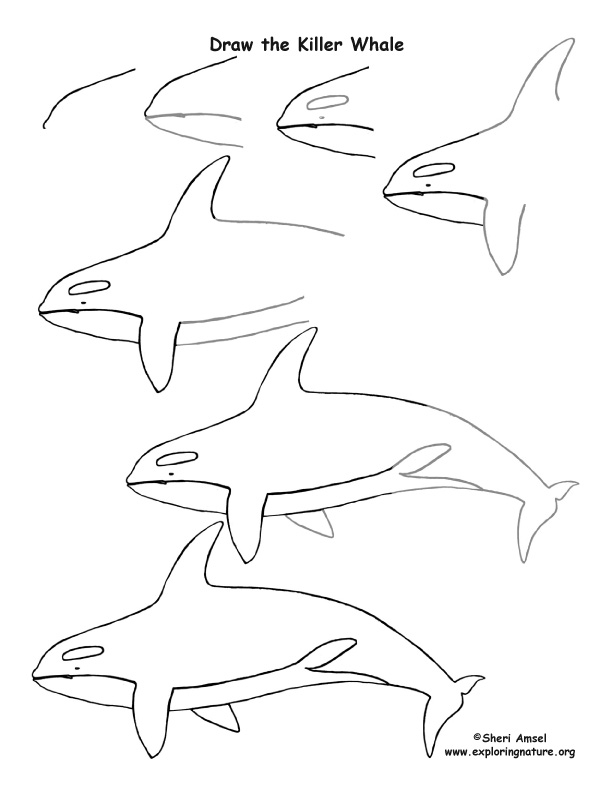 Whale (killer) Drawing Lesson