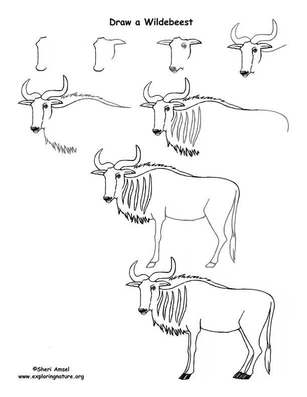 Wildebeest Drawing Lesson