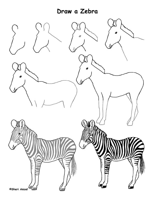 Zebra Drawing Lesson