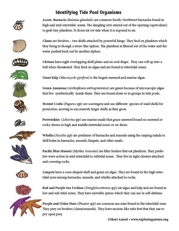 tidepool species